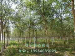 精品國槐，綠化優(yōu)選 5-10公分國槐苗木，定陶縣有才綠化苗木種植專業(yè)合作社專業(yè)供應(yīng)