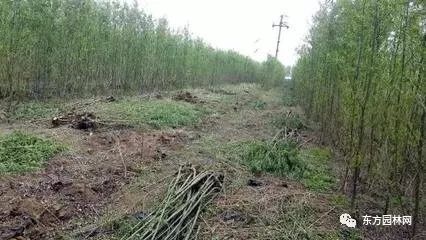 綠化苗木的培育、栽植與管理 樹木種植經(jīng)營全流程指南