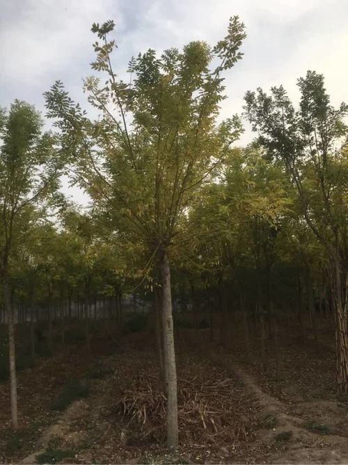 恭賀壽光炳中苗木入駐，攜手苗木通共筑綠色未來——專訪山東王新，深耕白蠟國槐種植經(jīng)營